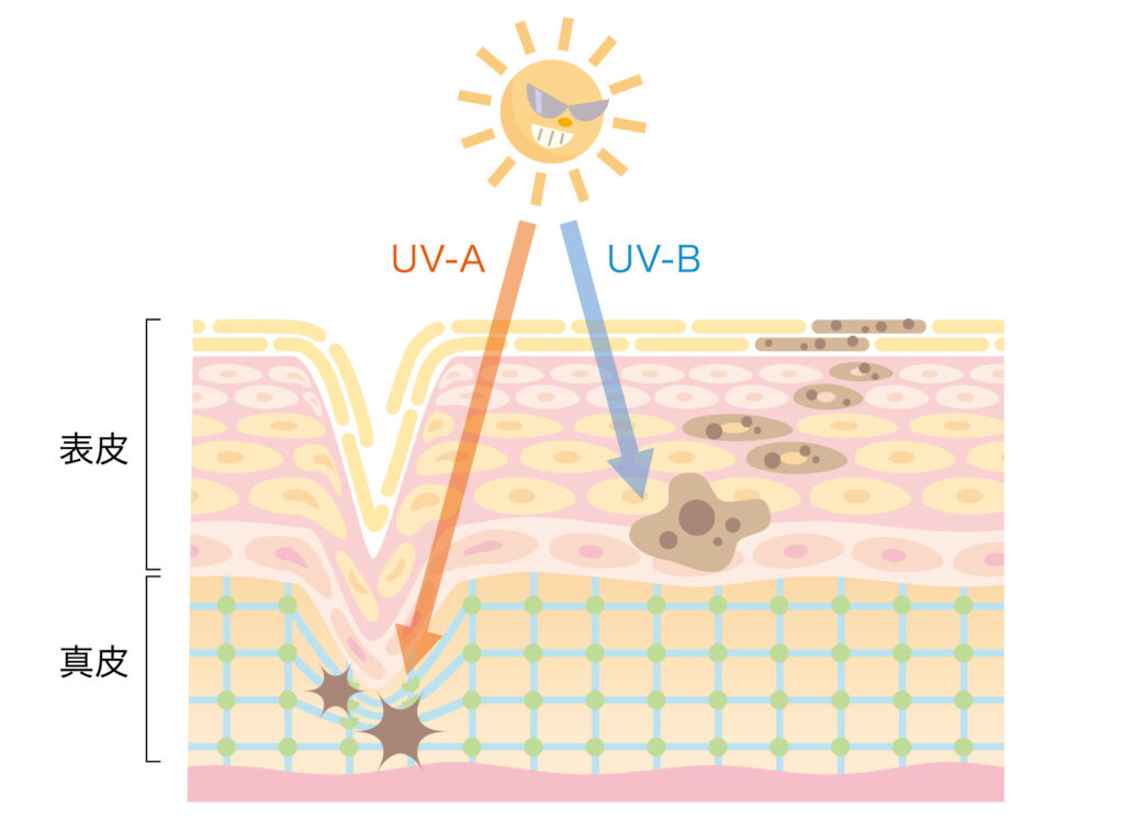 紫外線A波と紫外線B波のイメージ
