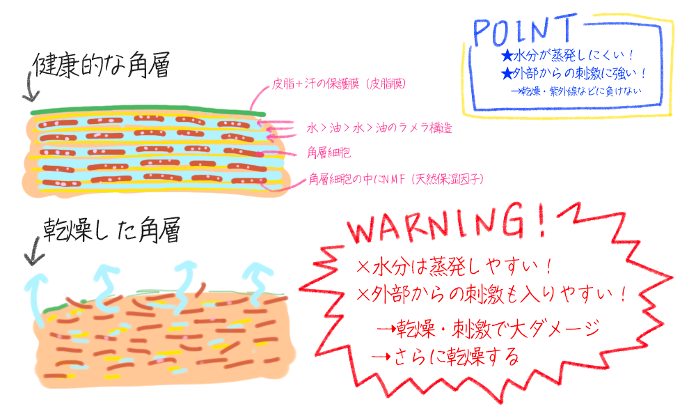 乾燥したお肌のイメージ